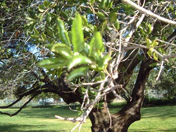 DSCF0003