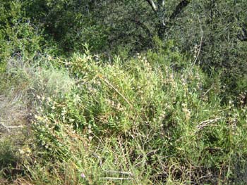 DSCF0012